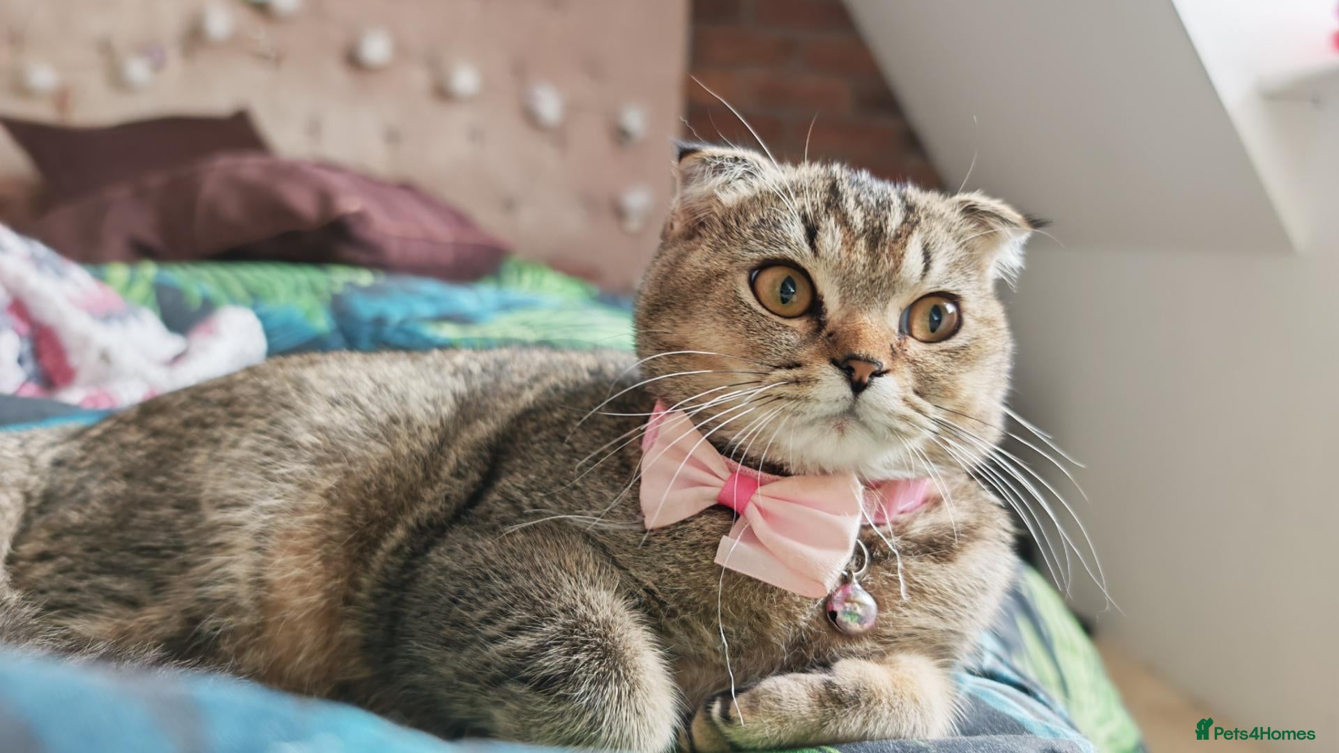 Scottish Fold cats Beautiful Scottish fold kittens READY NOW  - Advert 2