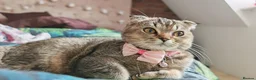 Scottish Fold cats for sale: Beautiful Scottish fold kittens READY NOW  - Advert 1