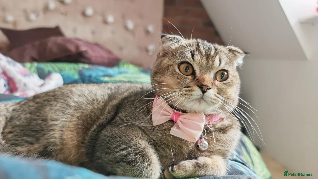 Scottish Fold cats for sale: Beautiful Scottish fold kittens READY NOW  - Advert 1