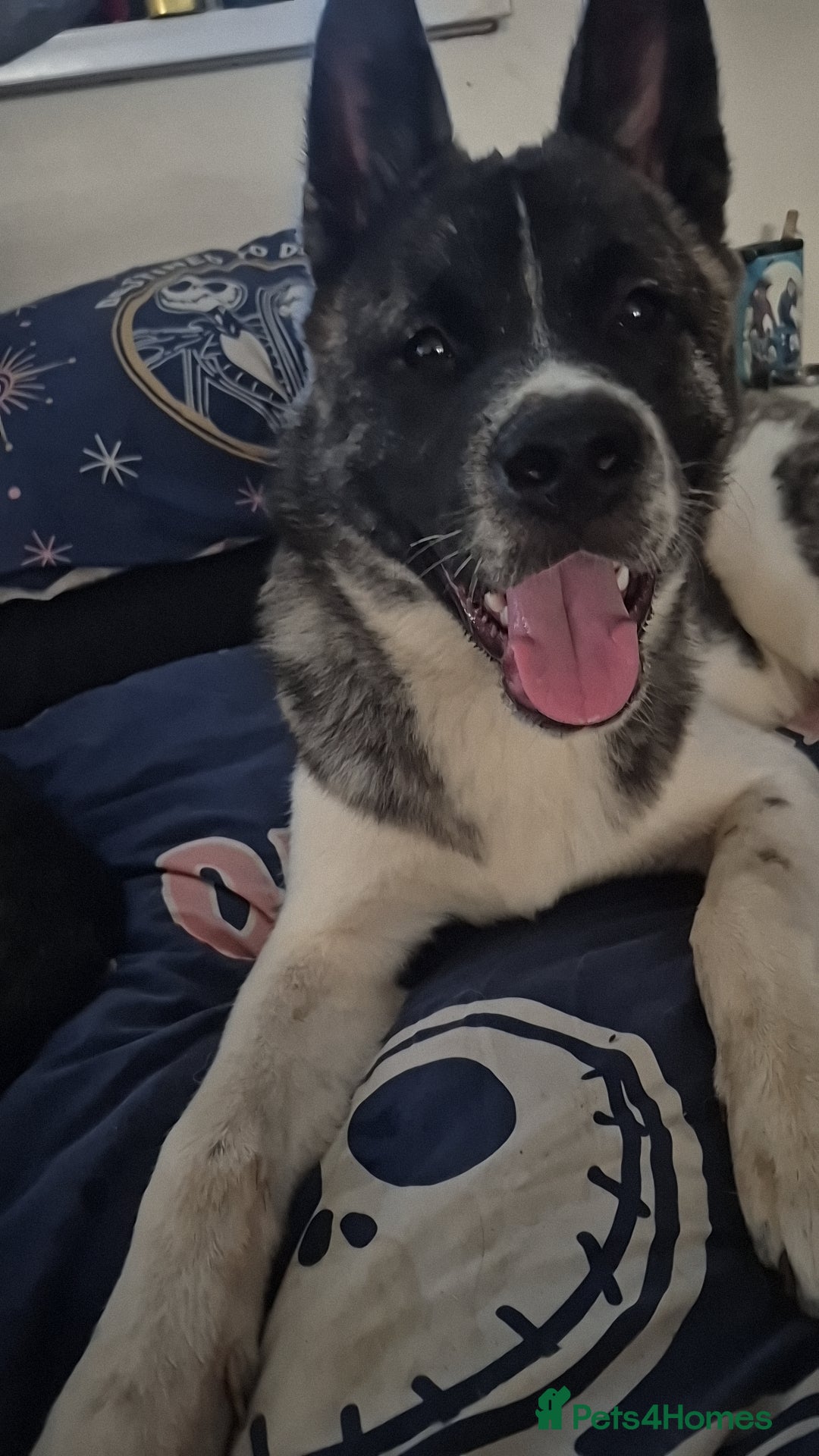 Akita dogs for sale: Akita Pup - Advert 4