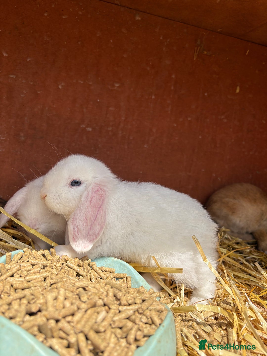 English Lop rabbits for sale: English lop rabbits  - Image 6