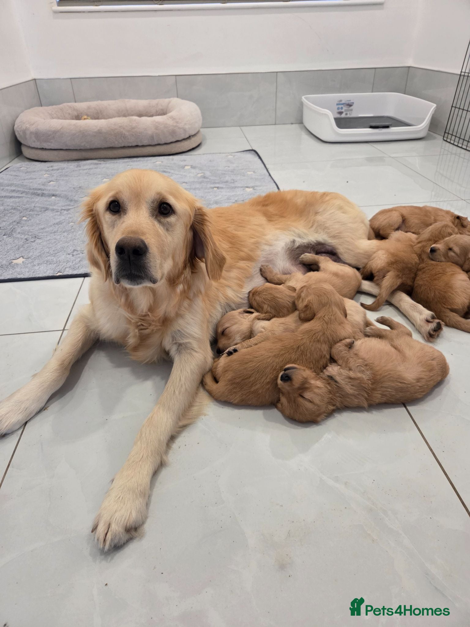Golden Retriever dogs KC Reg Puppies, Fully Health-Tested Parents 🐾 - Advert 1