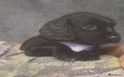 Cocker Spaniel dogs for sale: Kennel club working cocker spaniel pups  - Image 6