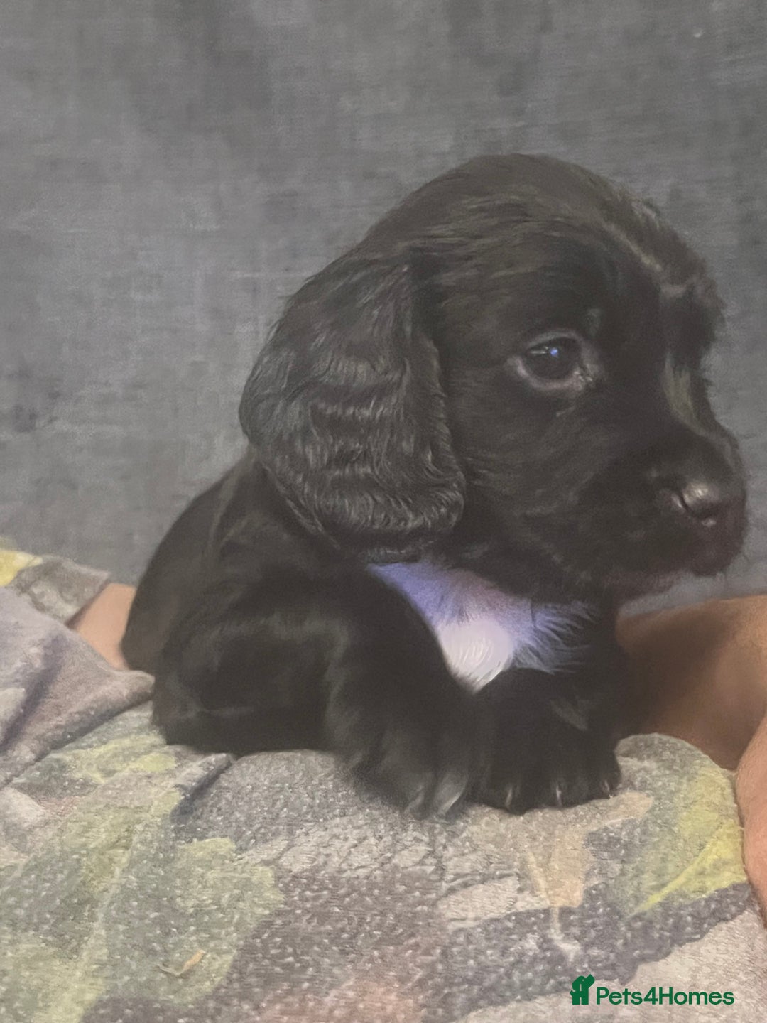 Cocker Spaniel dogs for sale: Kennel club working cocker spaniel pups  - Image 6