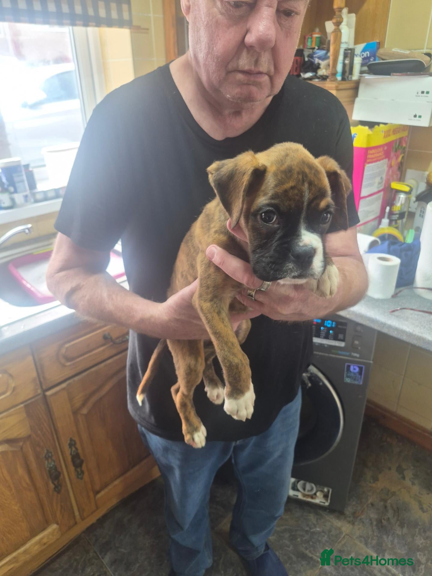 Boxer dogs Last pup brindle boy - Advert 8