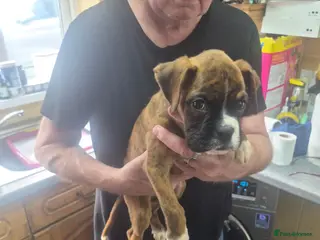 Boxer dogs Last pup brindle boy - Advert 1