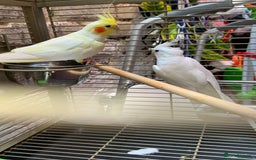 Cockatiels birds for sale: Breeding pair  - Image 4