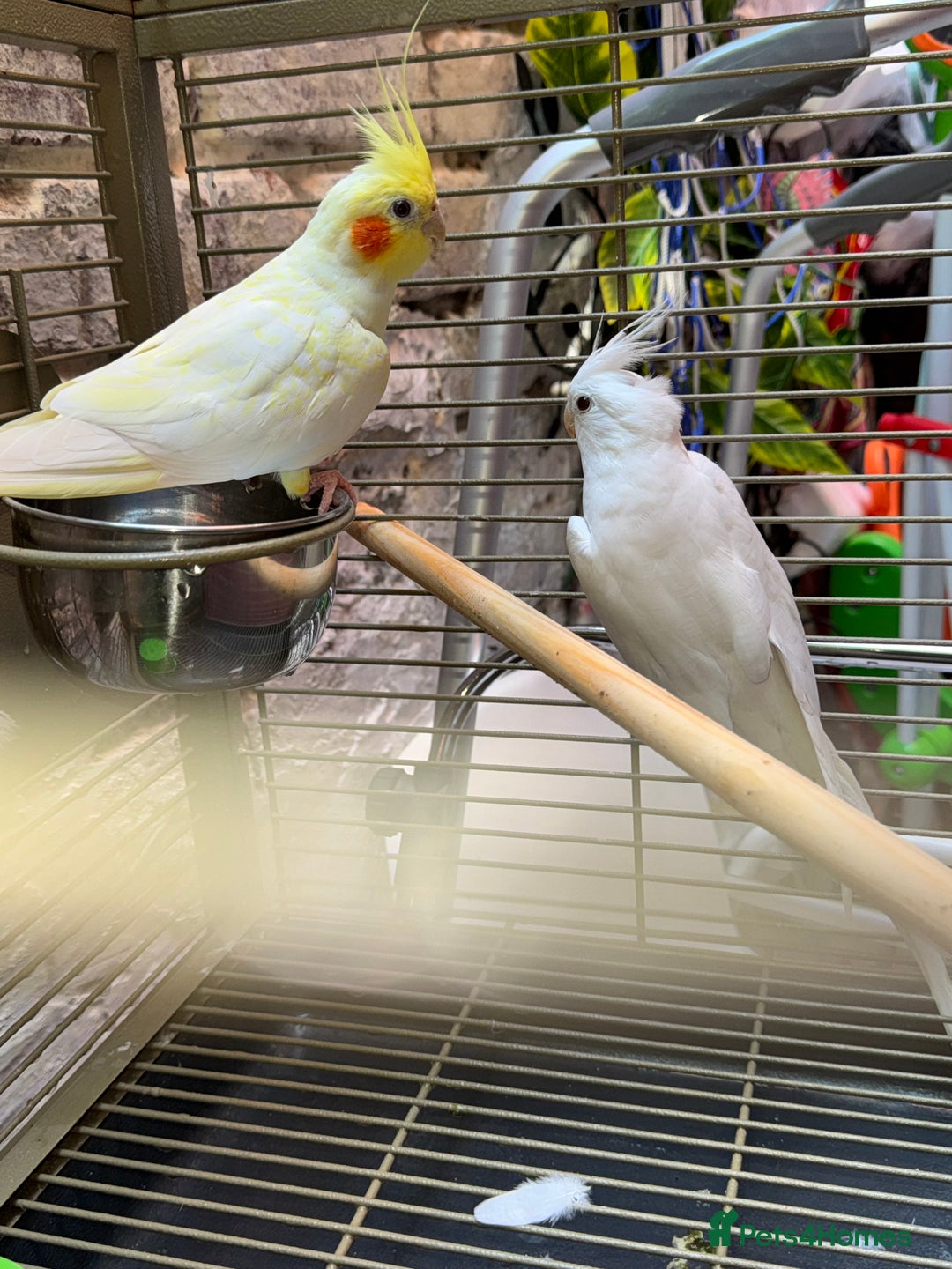 Cockatiels birds for sale: Breeding pair  - Image 4