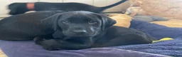 Labrador Retriever dogs for sale: Black working Labrador puppies in Leicester - Advert 1