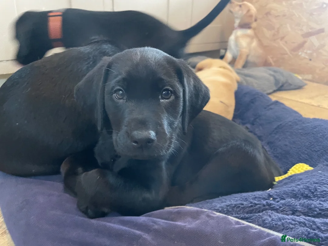 Labrador Retriever dogs for sale: Black working Labrador puppies in Leicester - Advert 1