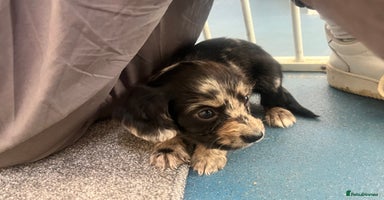 Cocker Spaniel dogs - Advert 9