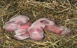 Rex rabbits for sale: 10X Mini lop x Rex babies Nova & Fendi 🧡🤍 - Image 10