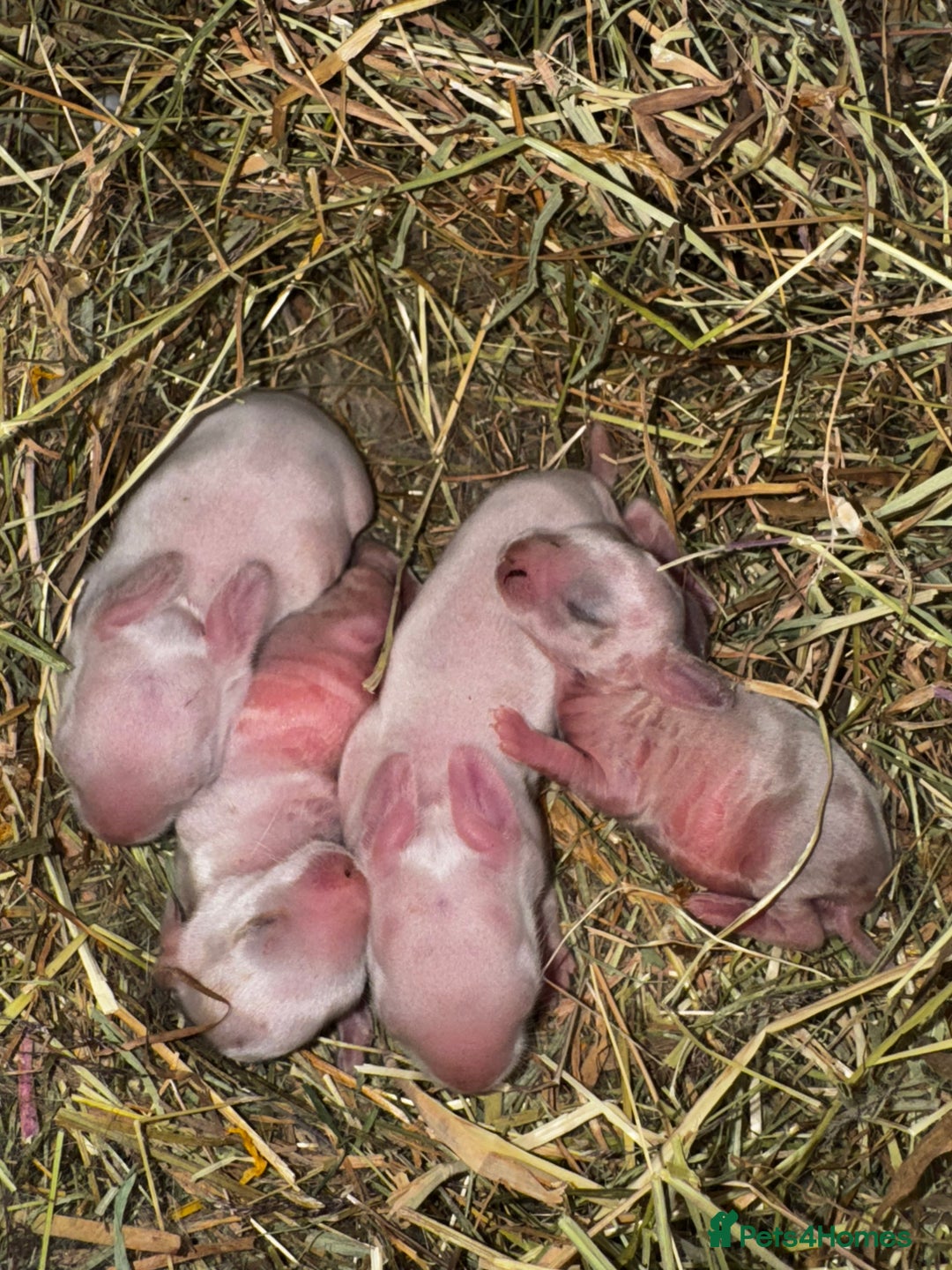 Rex rabbits for sale: 10X Mini lop x Rex babies Nova & Fendi 🧡🤍 - Image 10