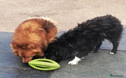Mixed Breed dogs for adoption: MONTY & DAISY an example of Resilience &Friendship - Image 13