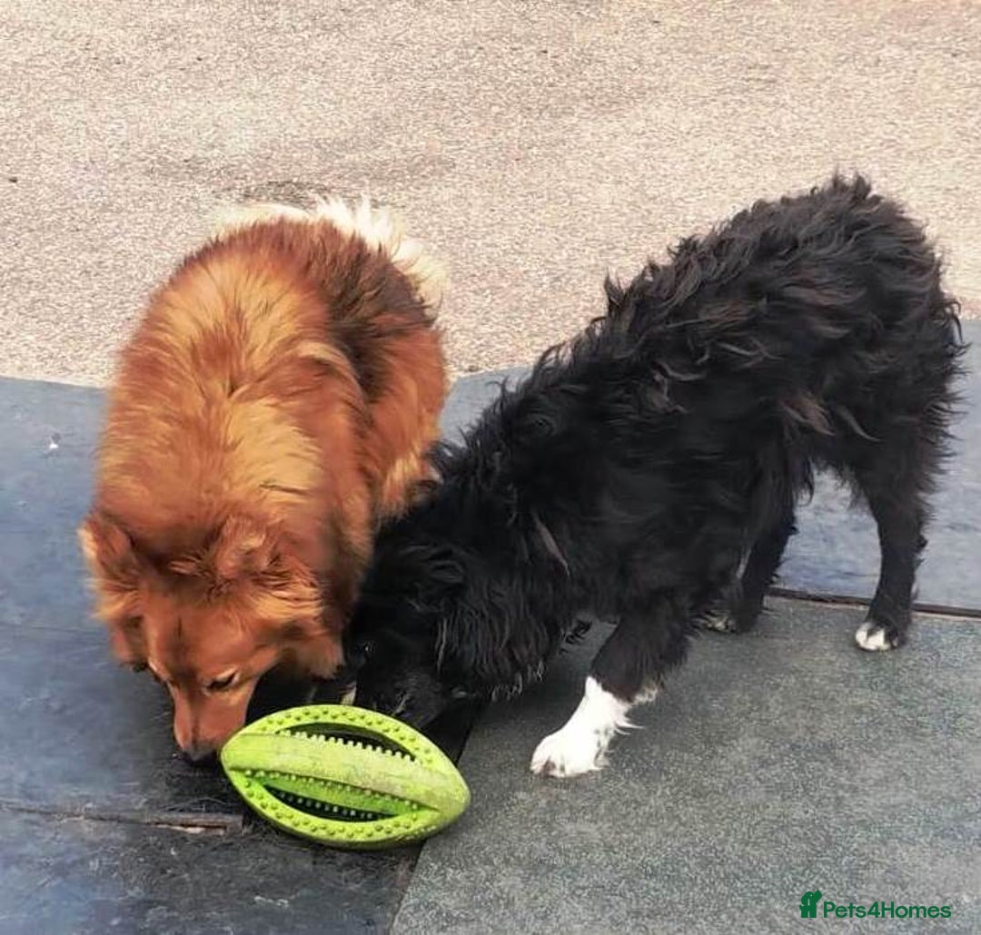 Mixed Breed dogs for adoption: MONTY & DAISY an example of Resilience &Friendship - Image 13