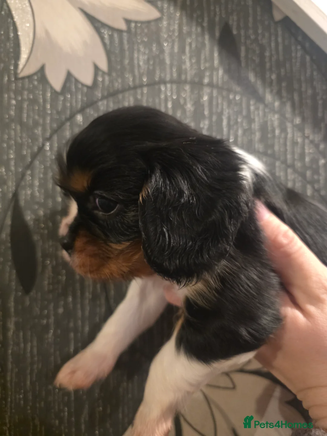 Cavalier King Charles Spaniel dogs for sale: Beautiful King Charles Cavalier Puppies - Advert 2