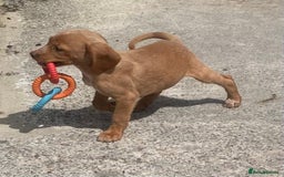 Cockerdor dogs for sale: Cockador fox red pups  - Image 6