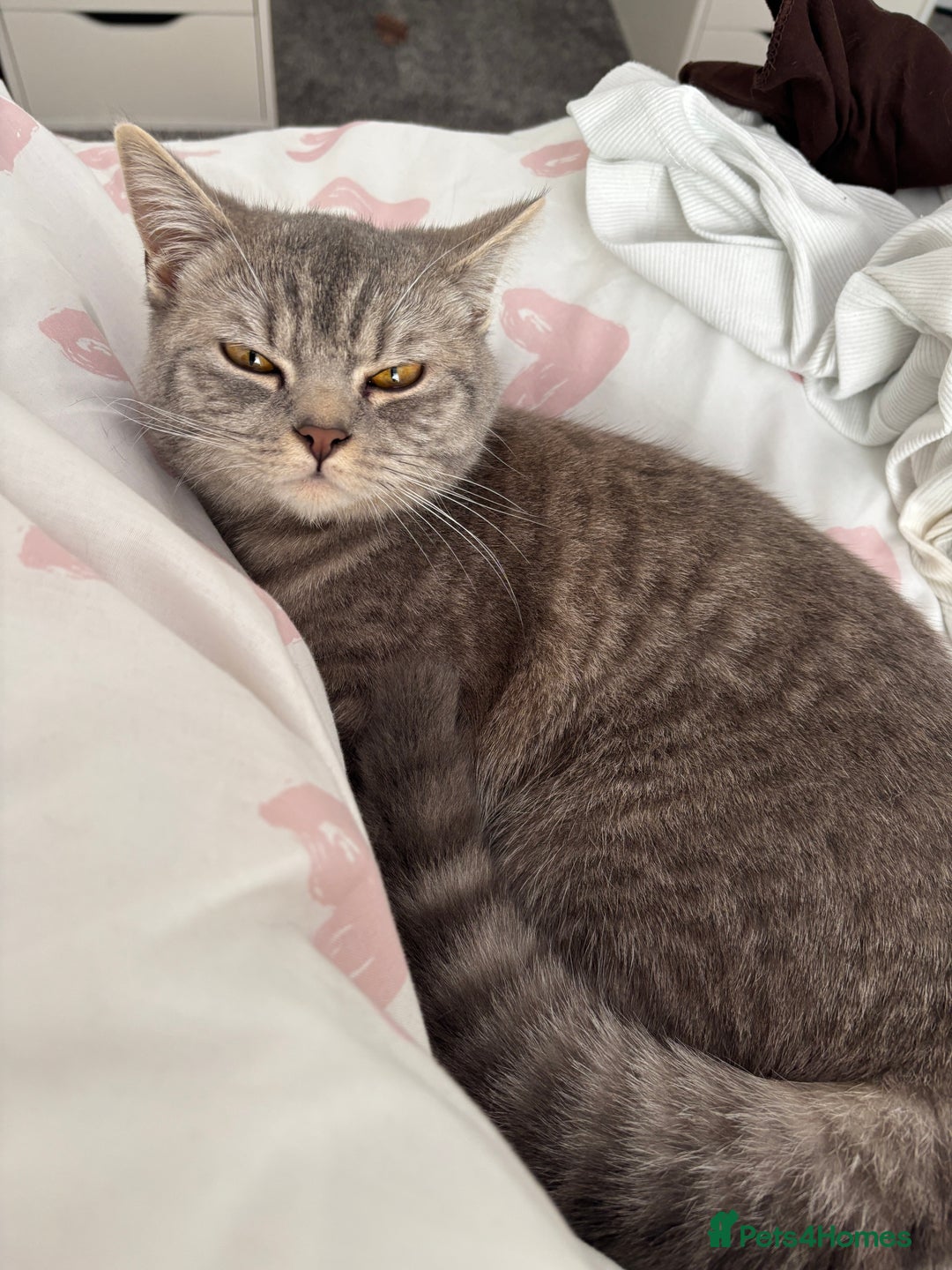 British Shorthair cats for sale: British shortbair - Image 2