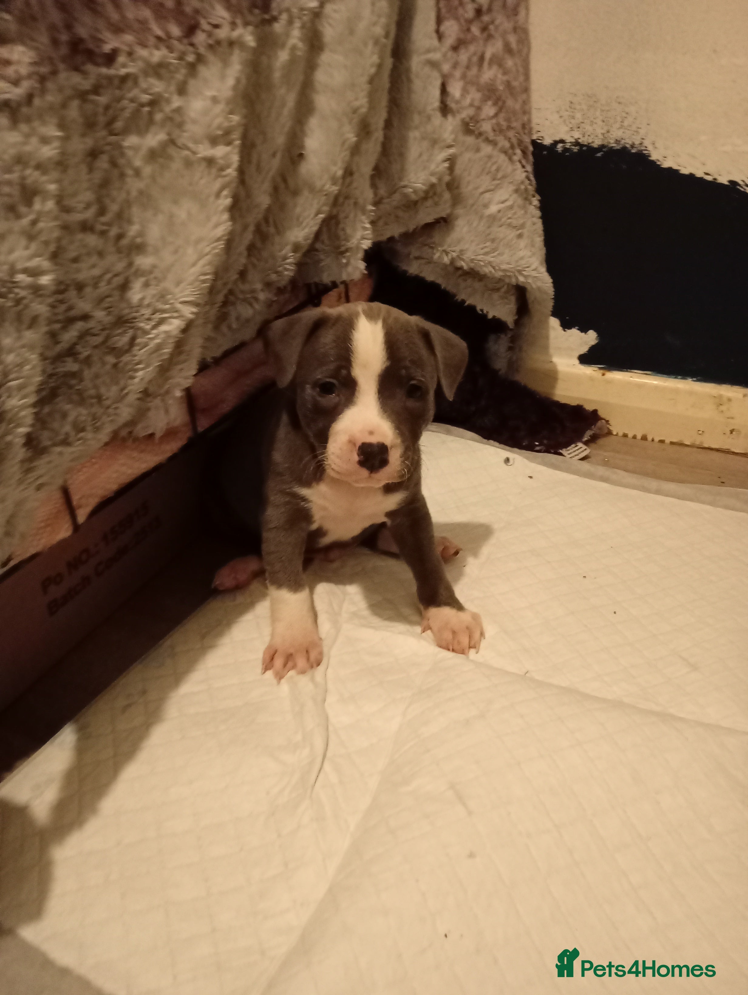 Staffordshire Bull Terrier dogs Beautiful blue boy Staffordshire bull terrier pup - Advert 14