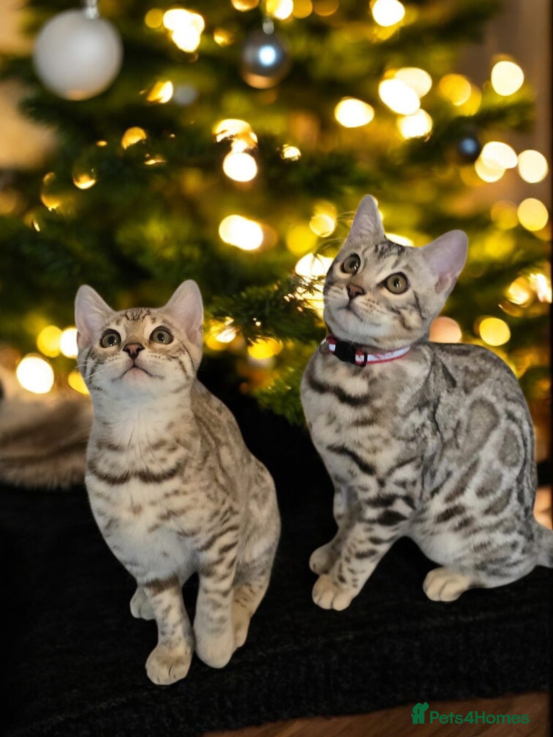 Bengal cats for sale:  Championship Bengal Kittens  - Advert 30