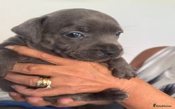 Staffordshire Bull Terrier dogs for sale: Staffordshire bull terrier pups - Image 15