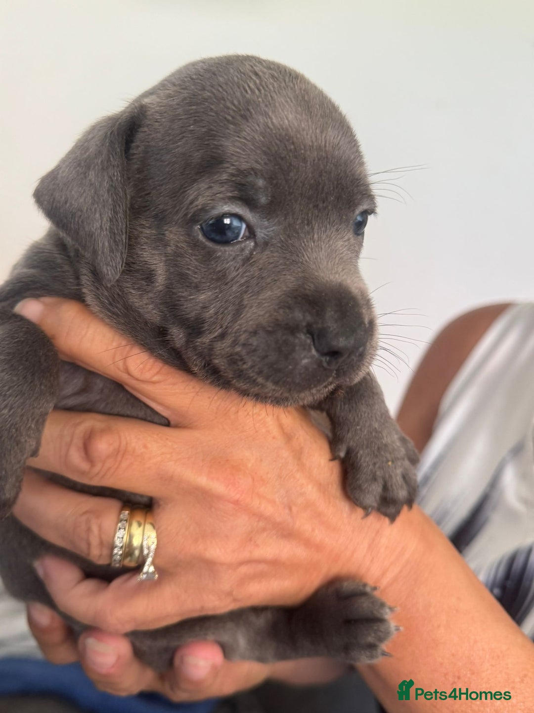 Staffordshire Bull Terrier dogs for sale: Staffordshire bull terrier pups - Image 15