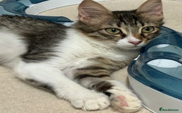 Mixed Breed cats for adoption: 🌸 From Survivors to Soulmates – Adopt Alba & Bogo - Image 12