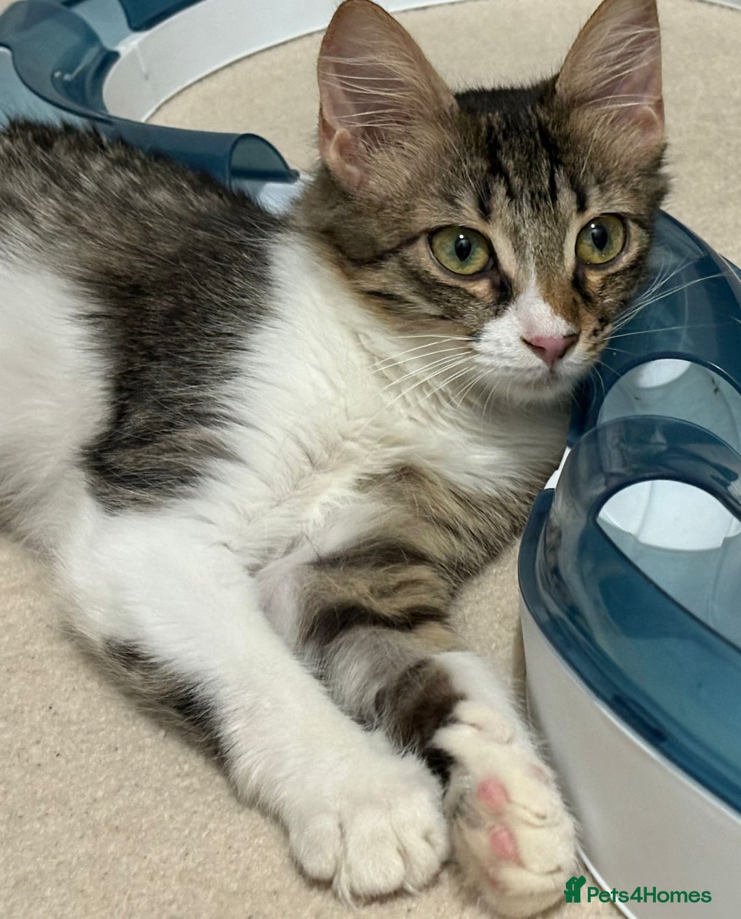 Mixed Breed cats for adoption: 🌸 From Survivors to Soulmates – Adopt Alba & Bogo - Image 12