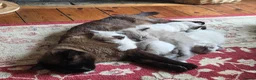 Ragdoll cats for sale: Gorgeous friendly Ragdoll kittens - Advert 16