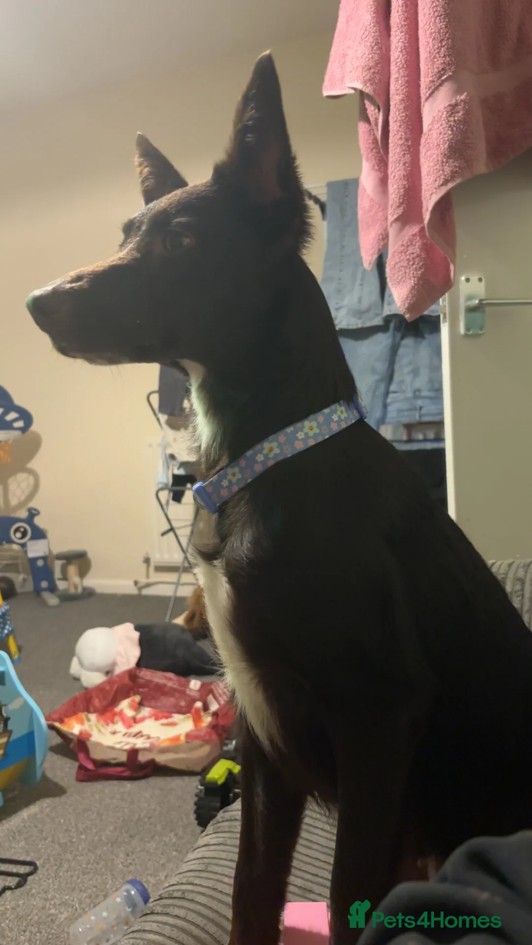 Mixed Breed dogs for sale: 1 year old German shepherd x collie - Advert 2