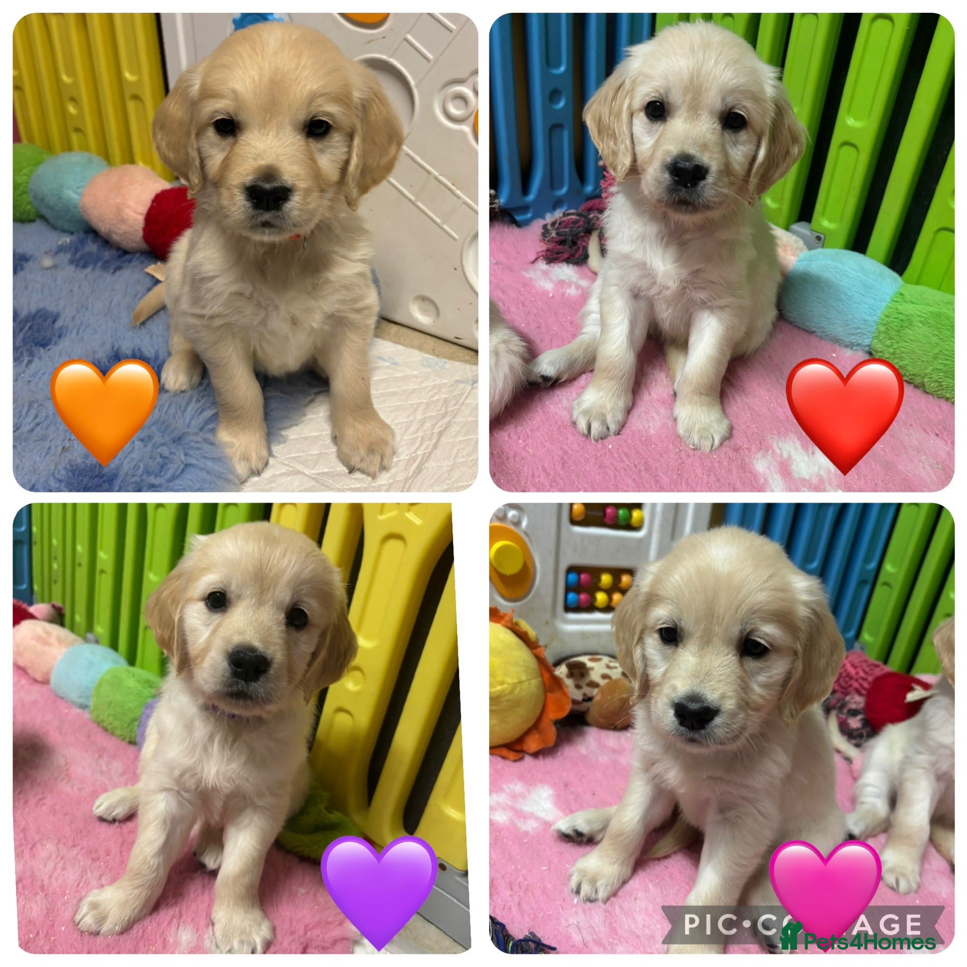 Golden Retriever dogs Beautiful Kc registered Golden Retriever puppies  - Advert 1