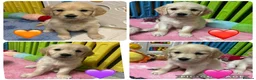 Golden Retriever dogs for sale: Beautiful Kc registered Golden Retriever puppies  - Advert 2