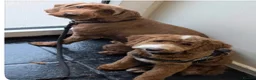 Irish Doodle dogs for sale: Mini Irish doodles - F1b - ready 15/10/26  - Advert 6