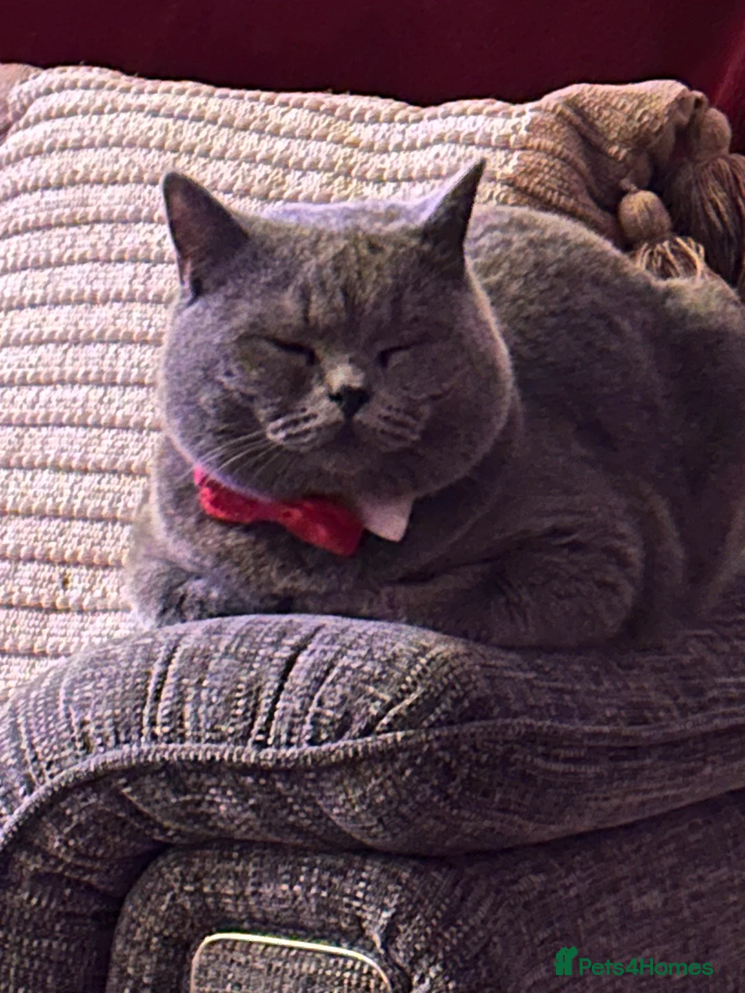 British Shorthair cats for sale: Sully our British shorthair Boy - Advert 2