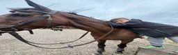 English Thoroughbred horses for sale: A real confidence giver  - Advert 9