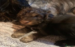 Cockapoo dogs for sale: Taking Genuine Enquired Phantom Female Cockapoo - Image 24