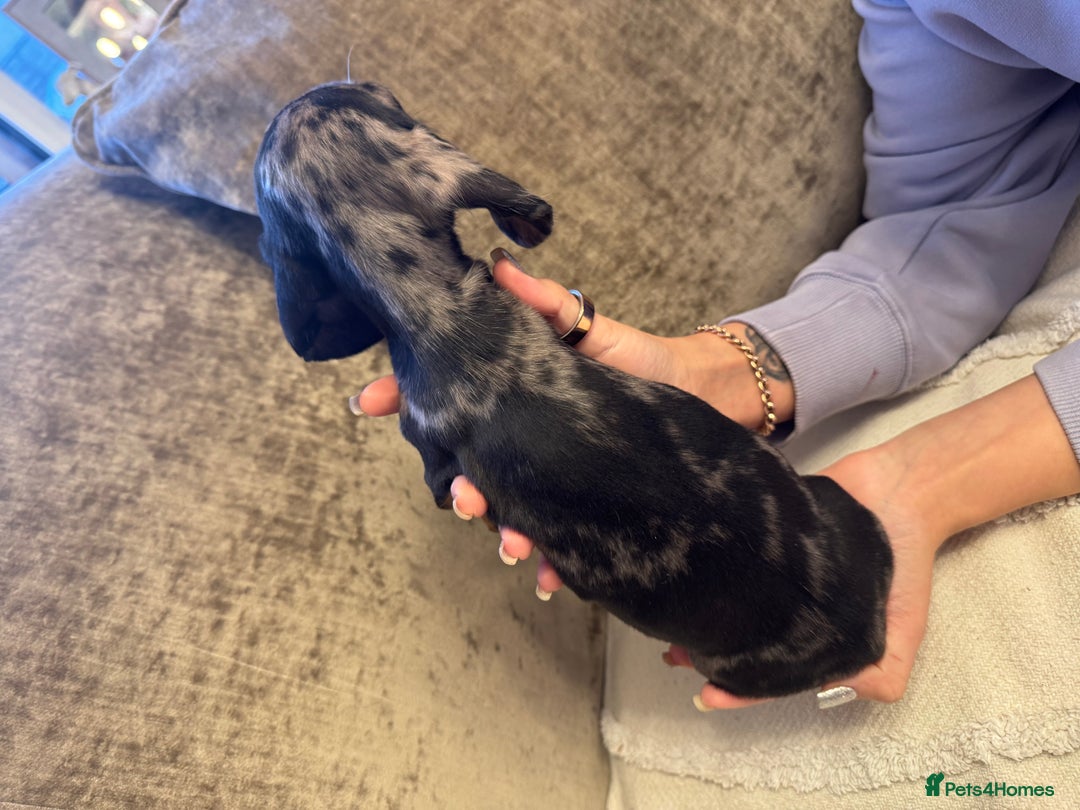 Miniature Dachshund dogs for sale: Miniature Dachshund puppies - Advert 8