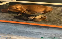 Miniature Dachshund dogs for sale: LH/SH MINI DAXIS RAINBOW COLOURS PRA KC REG - Image 11