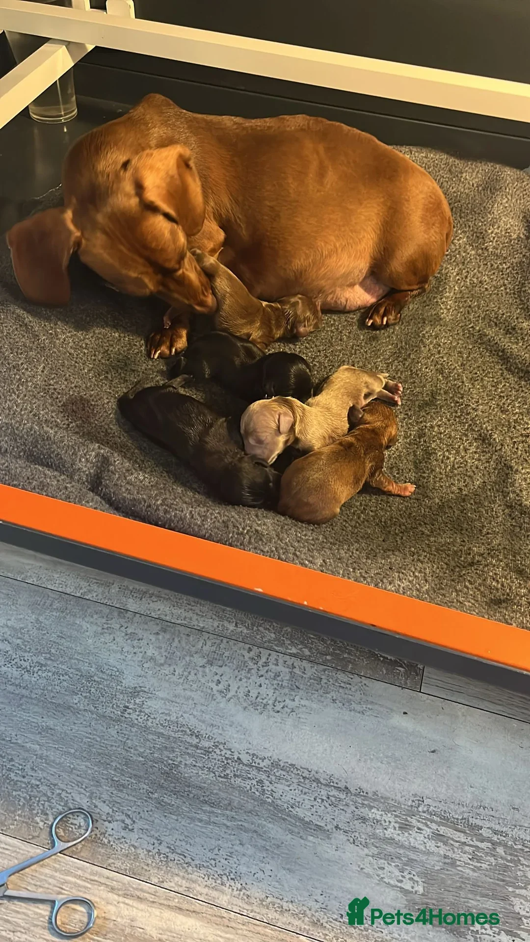 Miniature Dachshund dogs for sale: LH/SH MINI DAXIS RAINBOW COLOURS PRA KC REG - Image 11