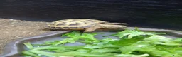 Tortoise reptiles for sale: Baby horsefield tortoises  - Advert 1