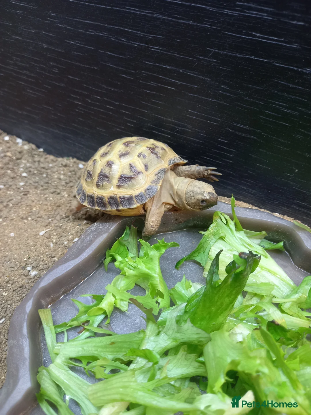 Tortoise reptiles for sale: Baby horsefield tortoises  - Advert 1