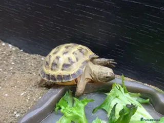 Tortoise reptiles Baby horsefield tortoises - Advert 2