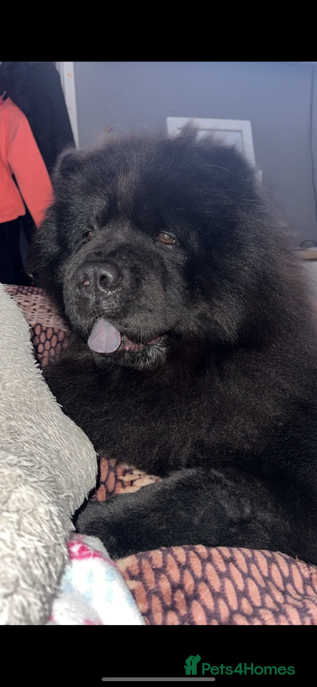 Chow Chow dogs for sale: Beautiful chow chows  - Advert 5