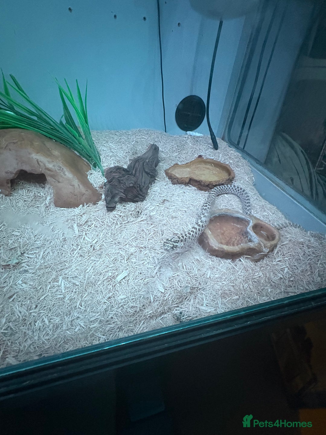 Snake reptiles for sale: Toffee belly hognose  - Image 2