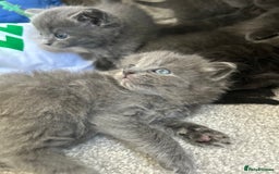 Russian Blue cats for sale: Russian blue kittens cross - Image 12