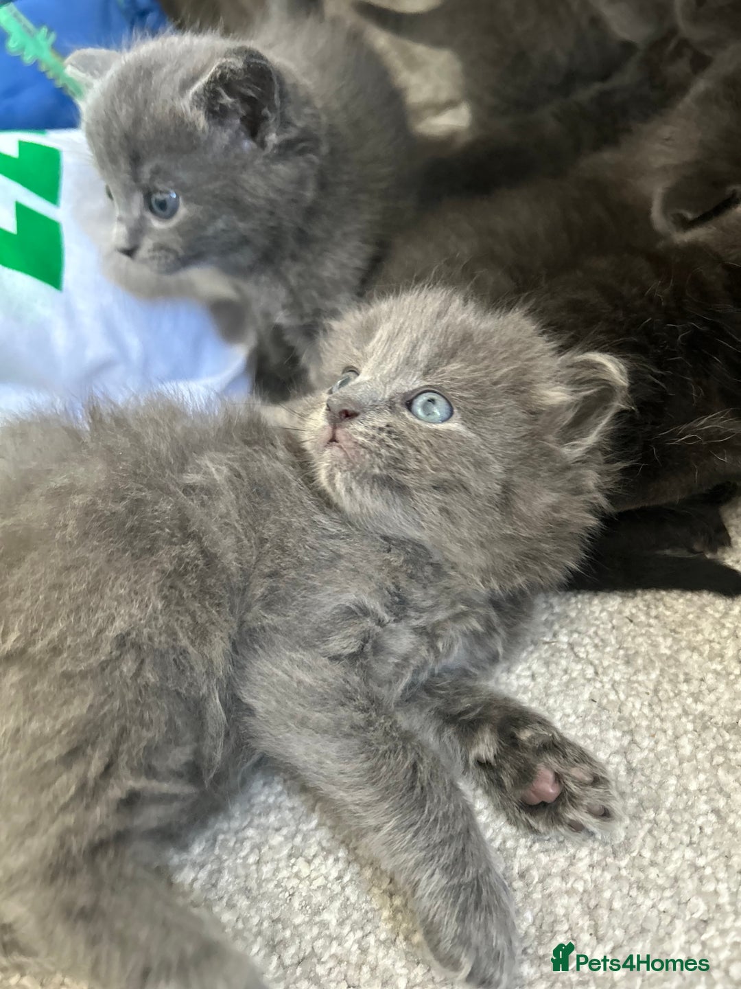 Russian Blue cats for sale: Russian blue kittens cross - Image 12