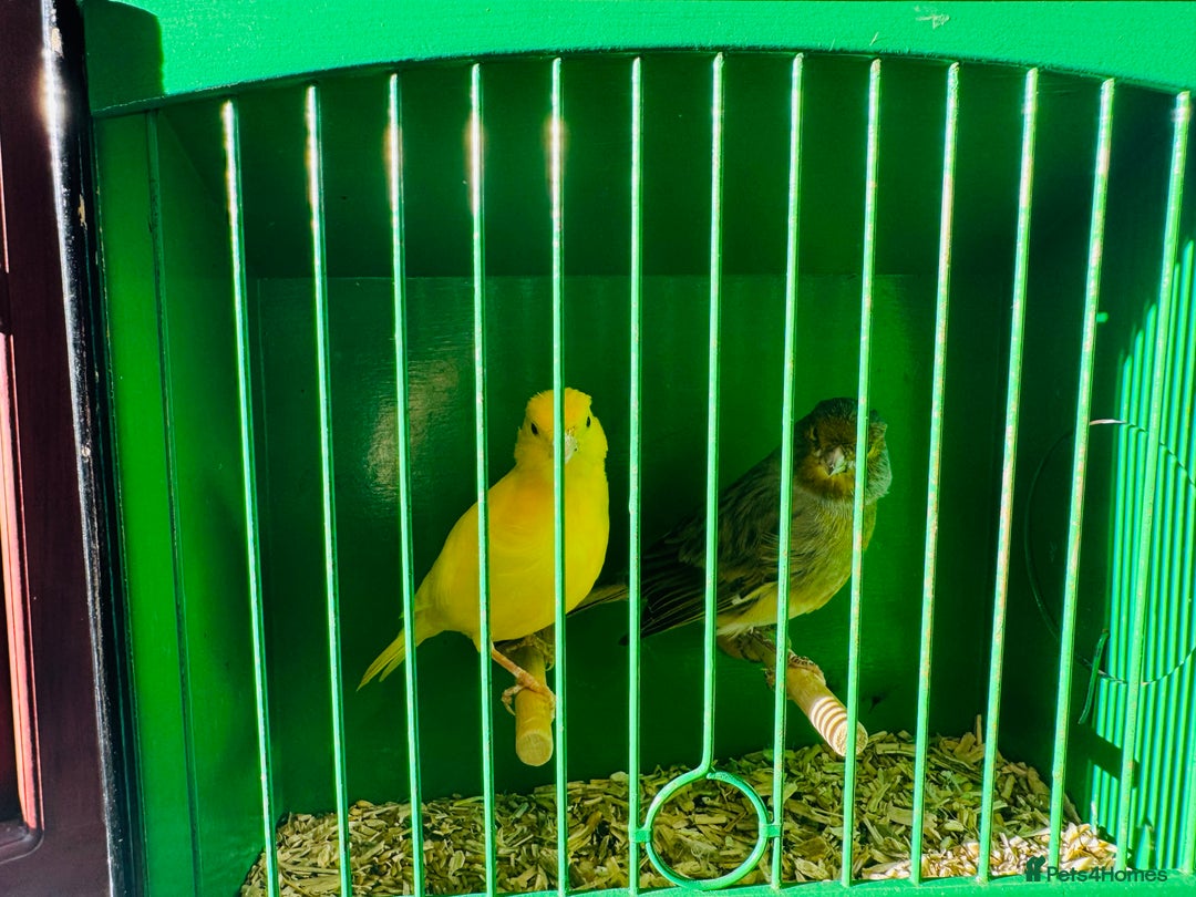 Canaries birds for sale: Pair of canary’s  - Advert 4