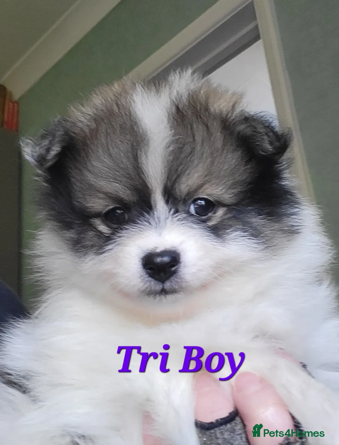 Pomeranian dogs for sale: Pedigree Parti Pomeranian puppies for sale - Advert 2