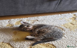 Domestic Shorthair cats for sale: Domestic shorthair kittens - taking reservations   - Image 11