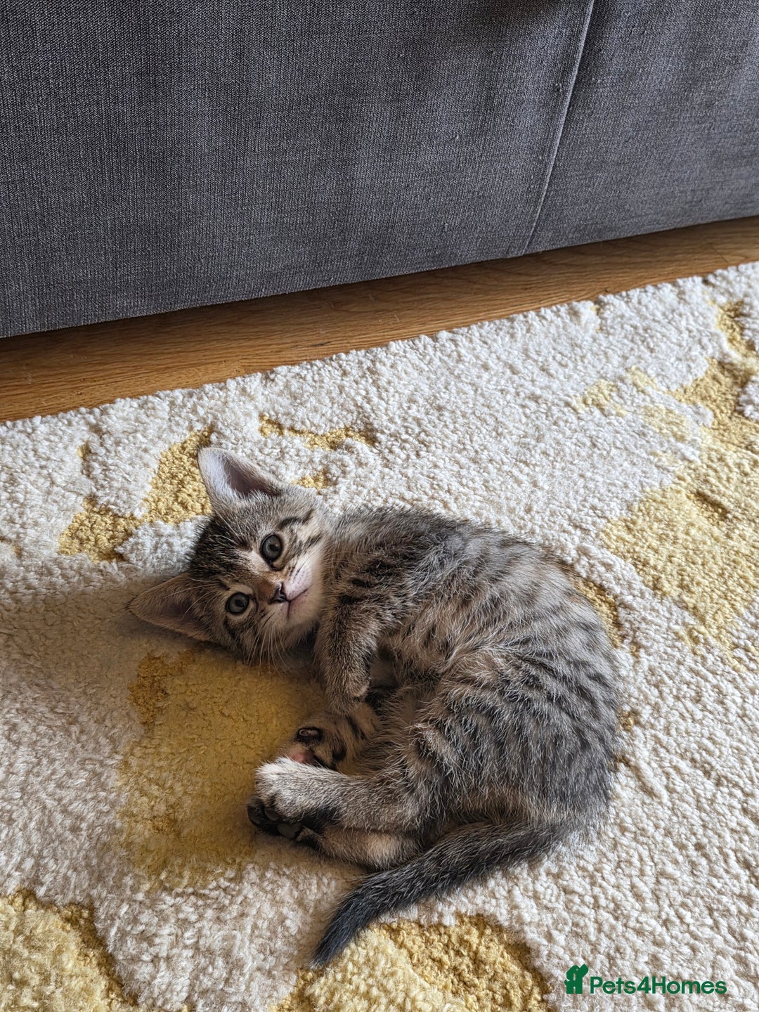 Domestic Shorthair cats for sale: Domestic shorthair kittens - taking reservations   - Image 11
